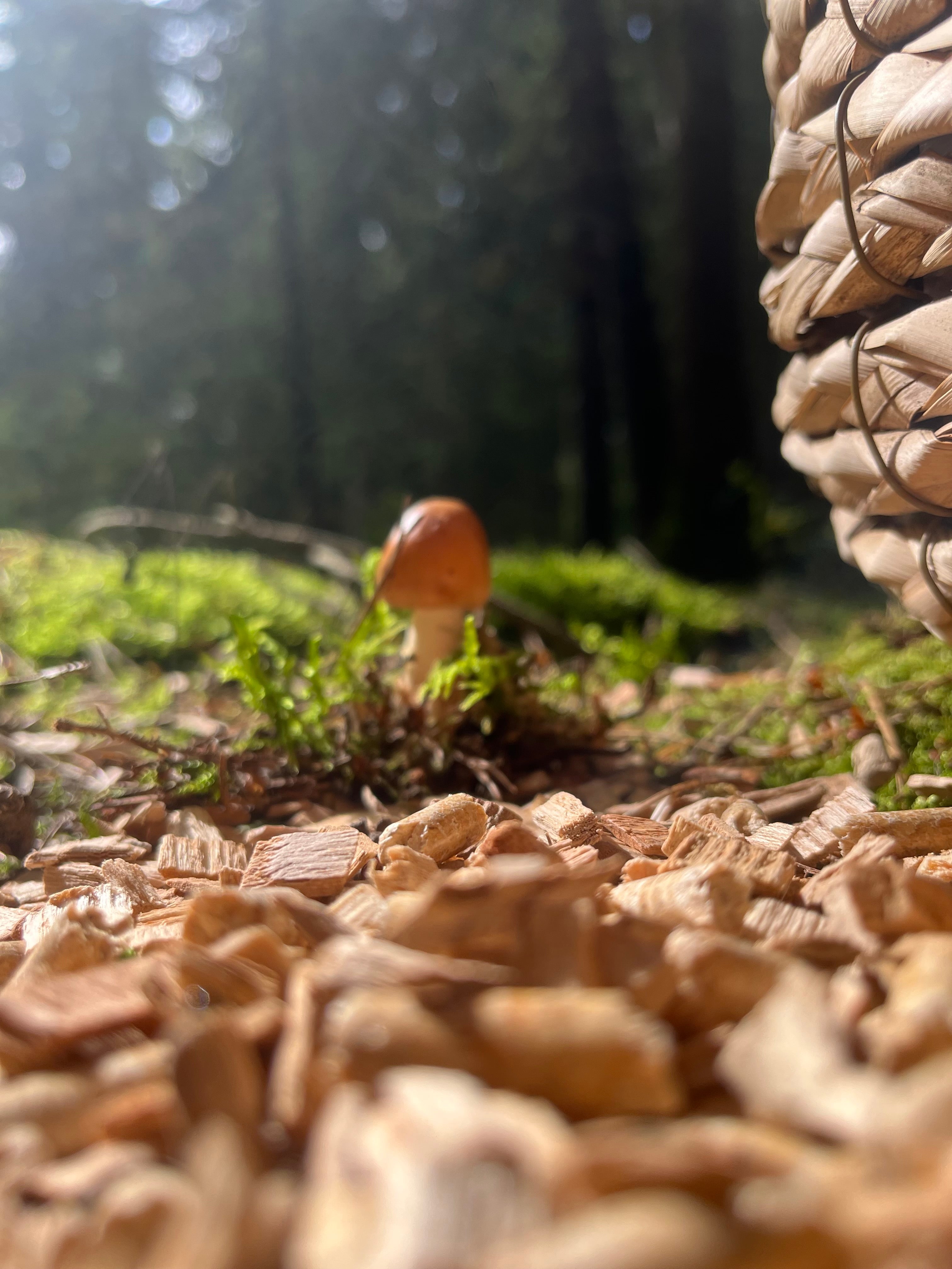Katzenwald Waldluft Naturstreu